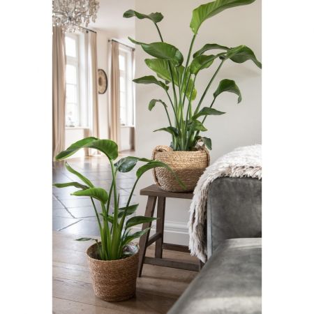 Clayre & Eef Aufbewahrungskörbe 3er Set Ø 38x31 cm Braun Seegras Rund Korb