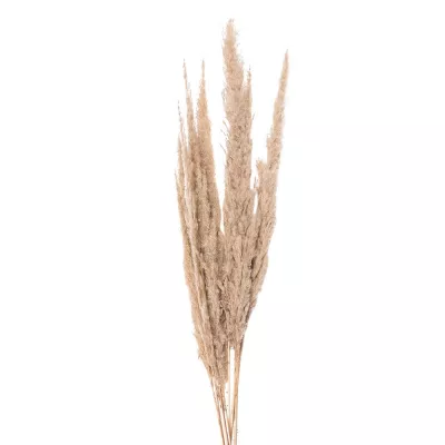 Trockenblumen 100 cm Beige Trockenblumen