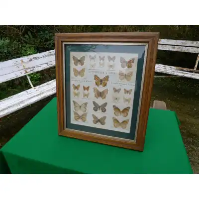 Seltene gerahmte Schmetterlingsimpressionen von W. Boothby (1923) – Kunstvolle Naturstudie