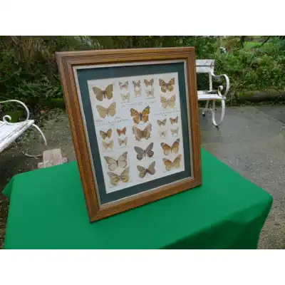 Seltene gerahmte Schmetterlingsimpressionen von W. Boothby (1923) – Kunstvolle Naturstudie