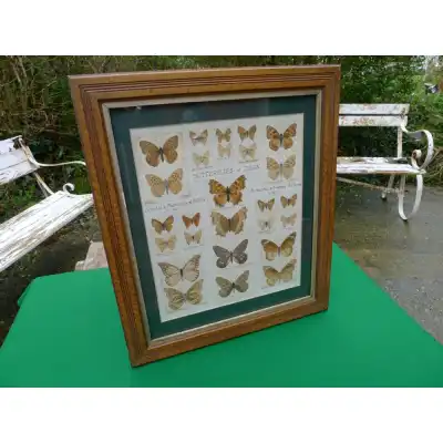 Seltene gerahmte Schmetterlingsimpressionen von W. Boothby (1923) – Kunstvolle Naturstudie