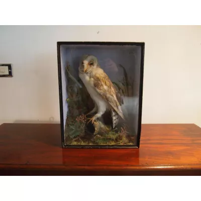 Naturalistische Eule, 1880, Viktorianisch
