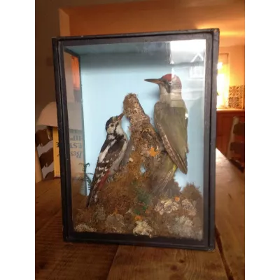 Viktorianischer Taxidermie Präparationsschaukasten, antik 19. Jahrhundert