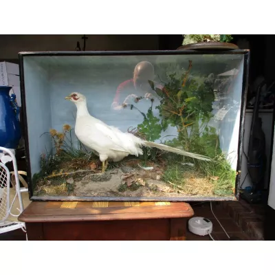 Englische Edwardianische Antike Taxidermie eines Weißen Fasans ca. 1900