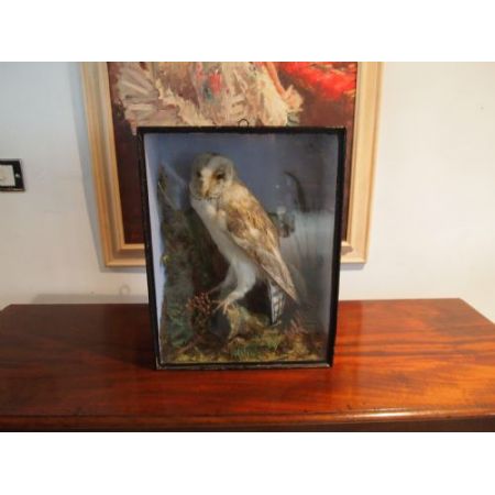 Naturalistische Eule, 1880, Viktorianisch