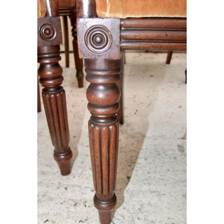 Set von 6 Stühlen Mahagoni William iv