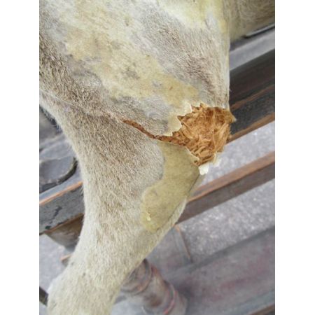 Viktorianisches Buchenholz Schaukelpferd Massivholz antik ca 1880