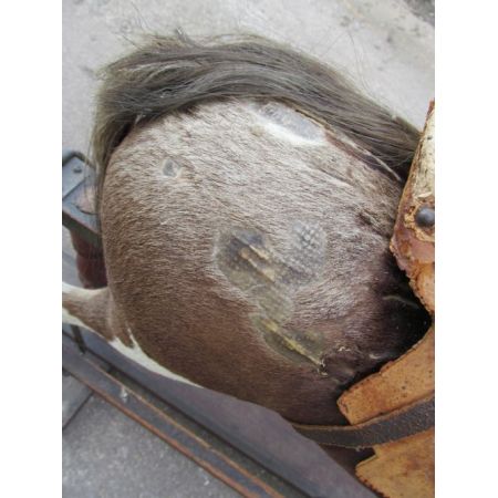 Viktorianisches Buchenholz Schaukelpferd Massivholz antik ca 1880