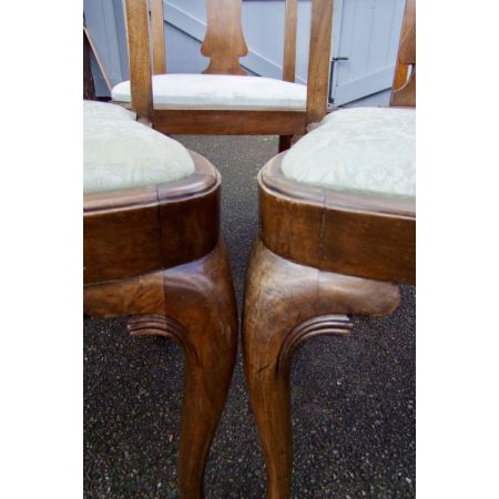 Antikes Set mit sechs Esszimmerstühlen mit Muschelschnitzereien auf der Rückseite