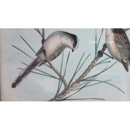 Holzrahmen mit schönem Vogelmotiv  Vintage