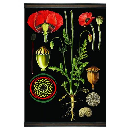 Authentic Models Flanders Poppy Botanic Chart MC803