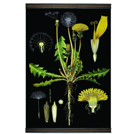 Authentic Models Dandelion Botanic Chart MC804