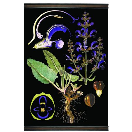 Authentic Models Meadow Sage Botanical Chart MC805