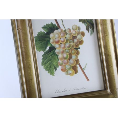 Wunderschönes Vintage Bild "Weinrebe" mit Rahmen