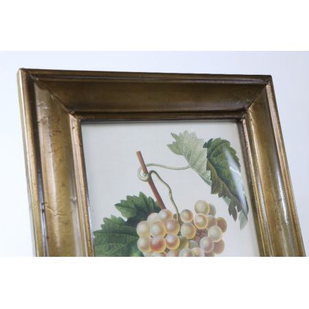 Wunderschönes Vintage Bild "Weinrebe" mit Rahmen