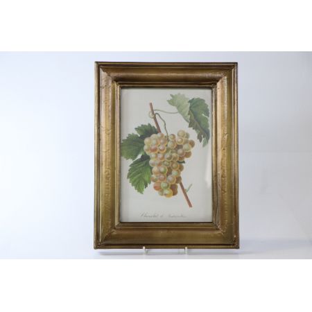 Wunderschönes Vintage Bild "Weinrebe" mit Rahmen