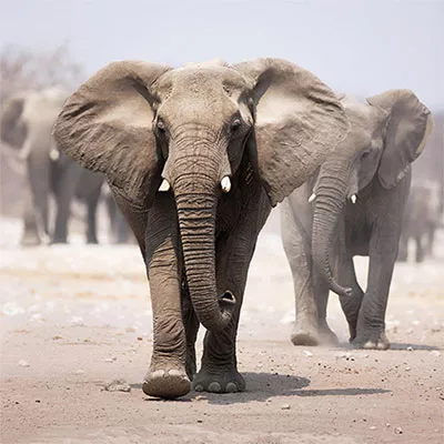 Fotowand Elefant Leinwand Fotoleinwand Elefant Bild 80x80