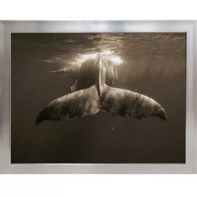 Foto im Bilderrahmen Buckelwahl schwarz-weiß Wandbild Buckel Wahl 120x90