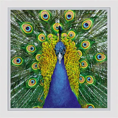 Wandbild Pfau im Rahmen Dekorative Malerei Leinwand 50x50