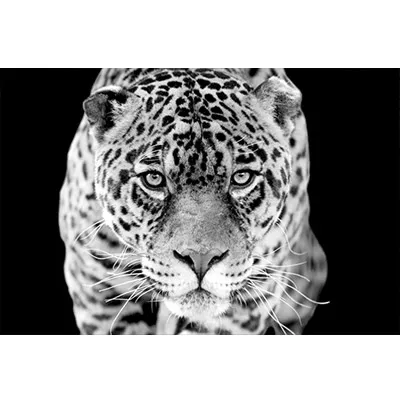 Wandbild Jaguar Fotodruck in schwarz-weiß 180x120