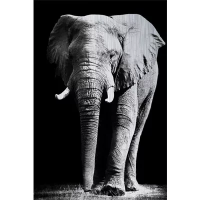 Bild Elefant Fotoleinwand schwarz-weiß Bild AluBrush 120x180