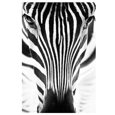 Wandbild Fotoleinwand Zebra Close up schwarz-weiß Bild 80x120