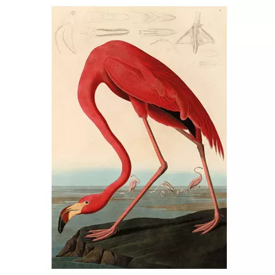 Leinwand Malerei Flamingo Wandbild American Red Flamingo 80x120