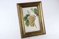 Wunderschönes Vintage Bild "Weinrebe" mit Rahmen