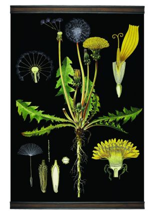 Dandelion Botanic Chart