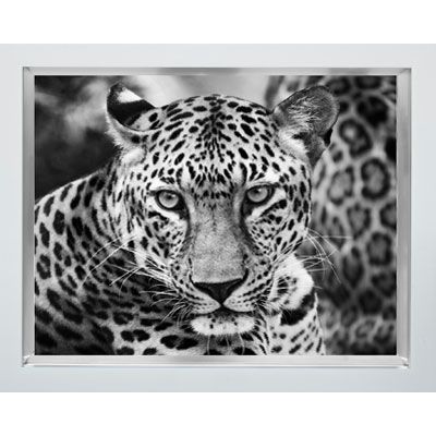 Wandbild Schwarz Weiss Foto Frau Mit Leopard Mit Rahmen In Weiss 80x60